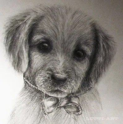 Морда собаки рисунок карандашом | Animal tattoo, Painting, Dogs