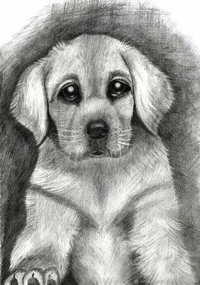 Собака рисунок карандашом легкий - 46 фото