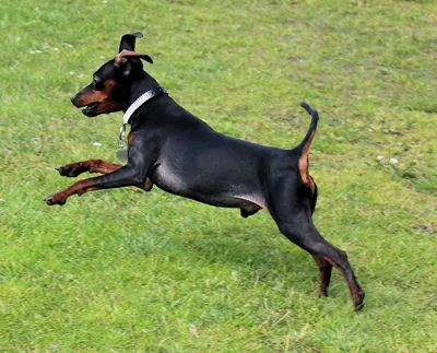 Цвергпинчер - описание породы собак: характер, особенности поведения,  размер, отзывы и фото - Питомцы Mail.ru