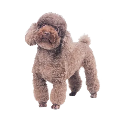 Собака Пудель Королевский - Бесплатное фото на Pixabay - Pixabay