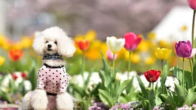 Собака пудель розовый» — создано в Шедевруме