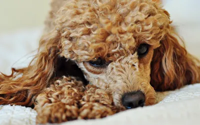 милый кудрявый шоколадный пудель. собака похожа на игрушку. красивый  питомец Стоковое Изображение - изображение насчитывающей собач, прелестное:  222170047