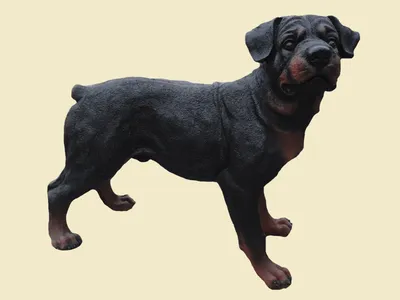 породы собак ротвейлер с характером, картинка ротвейлера, собака, ротвейлер  фон картинки и Фото для бесплатной загрузки
