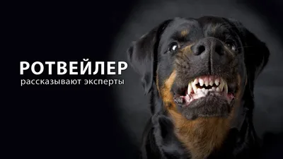 Ротвейлер Собака Млекопитающее - Бесплатное фото на Pixabay - Pixabay