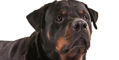 Табличка \"Осторожно злая собака,РОТВЕЙЛЕР ВО ДВОРЕ \" 210*297мм., А4, 30 см,  21 см - купить в интернет-магазине OZON по выгодной цене (339311506)