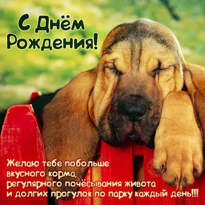 Собака в очках: открытки с днём рождения - инстапик | Открытки, С днем  рождения собака, С днем рождения