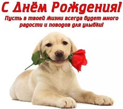 Открытка с конвертом \"С Днем рождения! Пусть все мечты сбываются!\" Собака  Корги — купить в интернет-магазине по низкой цене на Яндекс Маркете