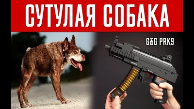 Собака сутулая | Пикабу