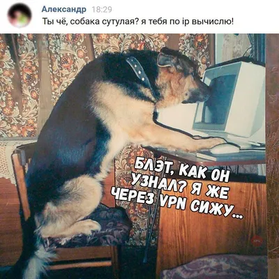 Собака сутулая картинки 74 фото