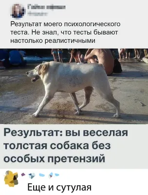 nekit3456 - Собака сутулая что сказать😂 | Facebook