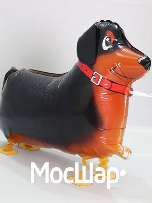 Мягкая игрушка собака такса Бадди 40 см - купить с доставкой по выгодным  ценам в интернет-магазине OZON (707772122)