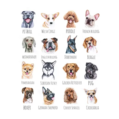 Нарисованные рисунки собак и кошек разных пород