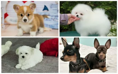 Маленькие породы собак: описания и фото | Purina