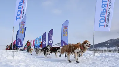 Наши Собаки — Северная Охота