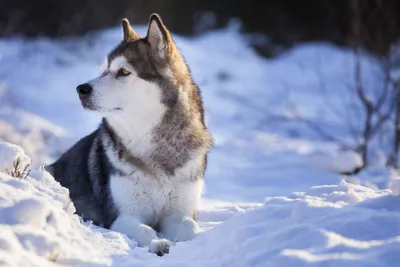 Самоед - собака с Севера» — создано в Шедевруме