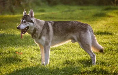Северная инуитская собака — Википедия