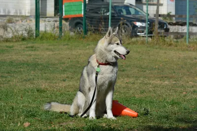Хаски: порода северных собак» — создано в Шедевруме