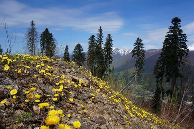 Солнечная весна в горах — Фото №301718