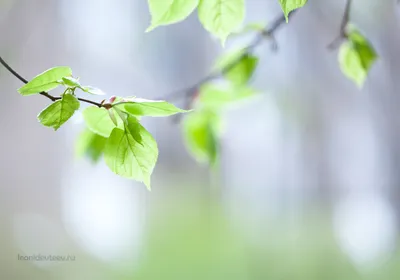 Солнечная весна))) и первые листочки пробиваются))) | Пикабу