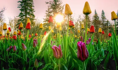 Весна солнце цветы (56 фото) - 56 фото
