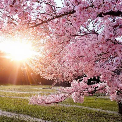Yoga_in_kg - Хочется солнца ☀️#солнце #весна #цветы @ Osh,... | Facebook