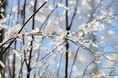 В Латвию вернулась солнечная зима: возможна метель - Press.lv