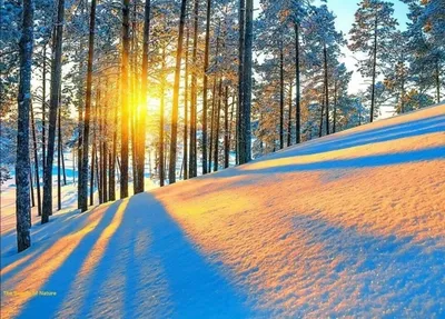 Солнце зимой (3 фото) - 3 фото