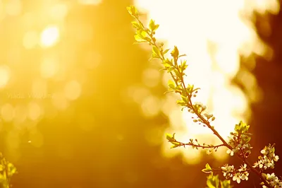 Весна / Солнца свет сквозь стан деревьев