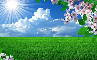 Картинки весна, фотошоп, солнце, поле, цветы, вишни, небо, облака, трава -  обои 1680x1050, картинка №89542