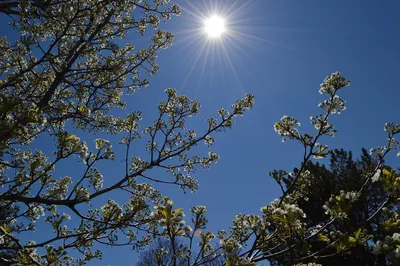 Солнце | Природа, Солнце, Весна