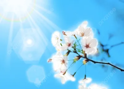 Вишневый цвет весна яркое солнце голубое небо фон, весна, Цветение вишни,  солнце фон картинки и Фото для бесплатной загрузки