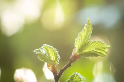 Солнце светит весной на дереве белого цветов Стоковое Фото - изображение  насчитывающей цветок, лепесток: 176833262