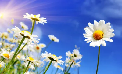 Весна природа солнце, красиво, …» — создано в Шедевруме