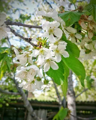 Бесплатное изображение: Белая вода, дикий цветок, завод, весна, солнце,  ярмарка погода, Нарцисс, трава, природа, цветок