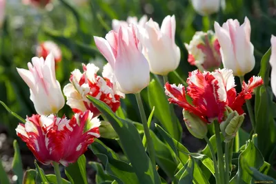 Фотография Вид снизу Тюльпаны Сады Цветы Крупным планом