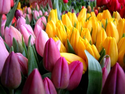 Вечный вопрос: можно ли сажать разные сорта тюльпанов рядом | Садовая  коллекция Натальи | Дзен