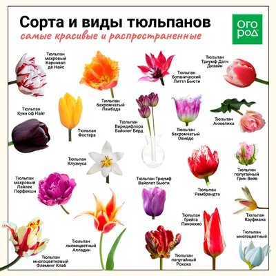 Картинки Вид снизу красных Тюльпаны Цветы 1920x1200
