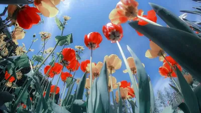 Тюльпан Tulipa Луковичные Травы Семейства Лилейных Liliaceae Тюльпаны  Садовые Цветы Сорта И Сорта Цветки Нежные Яркокрасноватокрасного Цвета —  стоковые фотографии и другие картинки Ароматерапия - iStock