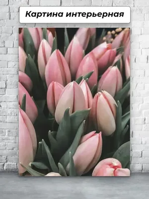 тюльпаны зацветают яркими красками, виды тюльпанов фото фон картинки и Фото  для бесплатной загрузки