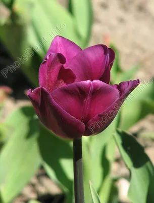 Tulip - Виды и сорта тюльпанов, названия и фотографии Строгой и четкой  классификации видов, входящих в род Тюльпан, до сих пор не существует.  Большинство известных систем сложны, запутанны, и в них постоянно