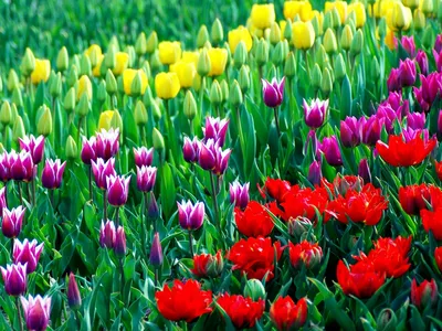 Сорта и виды тюльпанов | ДАЧА: ЦВЕТЫ | Постила