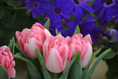 Скачать 800x1200 тюльпаны, цветы, клумба, солнечный, вид снизу обои,  картинки iphone 4s/4 for parallax