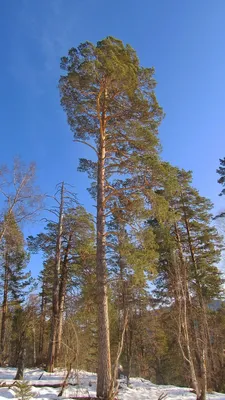 Сосна обыкновенная купить в Москве по цене 467 600 руб. с посадкой - Pinus  sylvestris