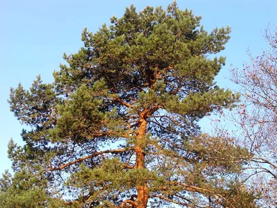 Сосна обыкновенная Pinus sylvestris - купить саженцы сосны обыкновенной в  Санкт-Петербурге