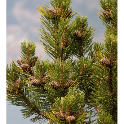 Саженцы, сосна обыкновенная (Pinus sylvestris), 10-15 см. купить с  доставкой по России, в Москву и СПб