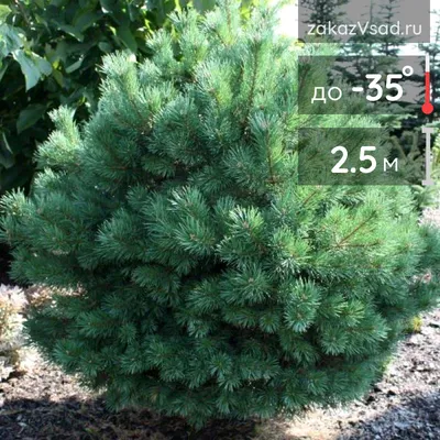 Pinus sylvestris - Сосна обыкновенная - хвойное дерево