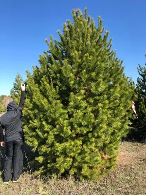 Сосна обыкновенная Биалогон C5 Н45-50 см купить за 4 690 р. в садовом  центре АСТ Медовое