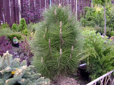 Сосна обыкновенная (Pinus sylvestris) - Питомник Челябинска