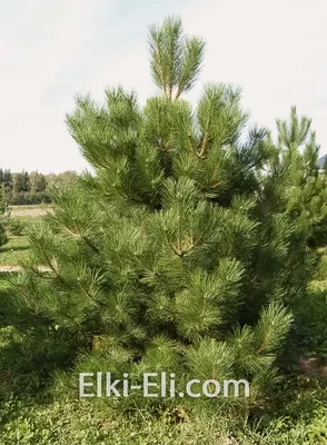 Сосна обыкновенная (Pinus sylvestris), декоративные сорта нашей селекции |  Декоративные древесные растения для Сибири | Дзен