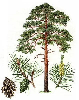 Сосна обыкновенная \"Фастигиата\" (Pinus sylvestris Fastigiata) - Хвойные  растения весна 2024 года - купить туи, сосны, ели.